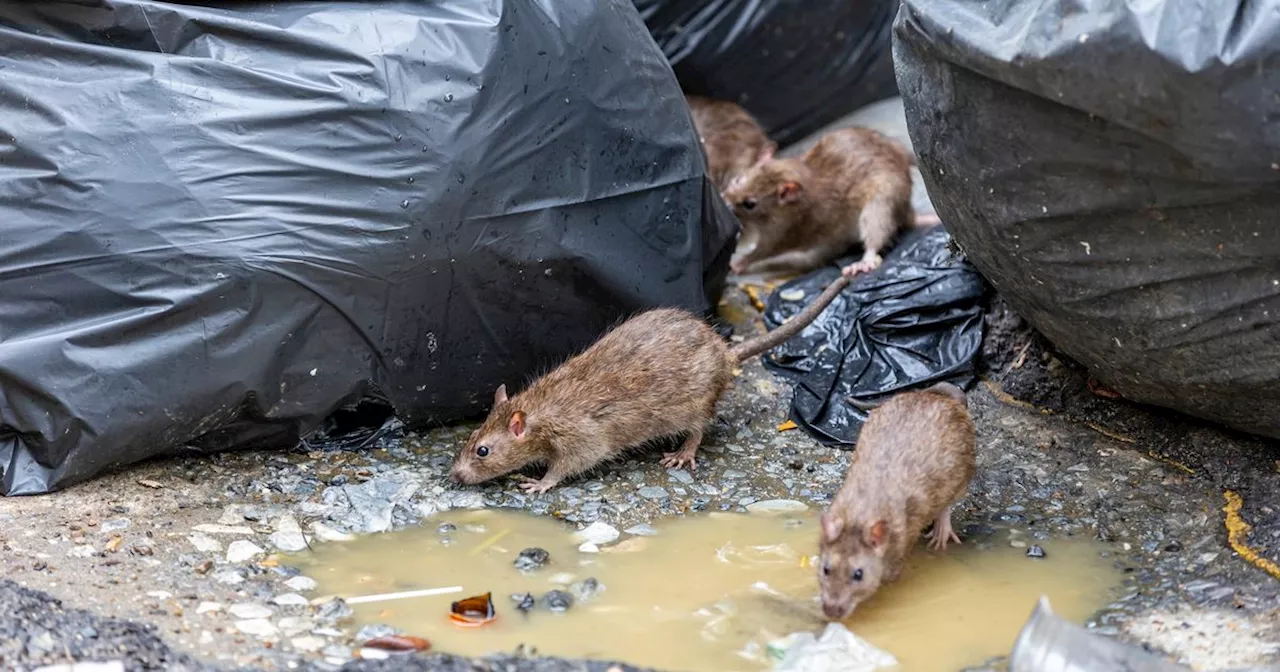 Scotland's rat and pest hotspots named as major city takes number one spot