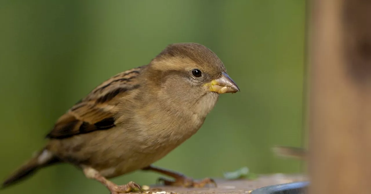 Take Part in RSPB's Big Garden Birdwatch to Help Protect Scotland's Wildlife