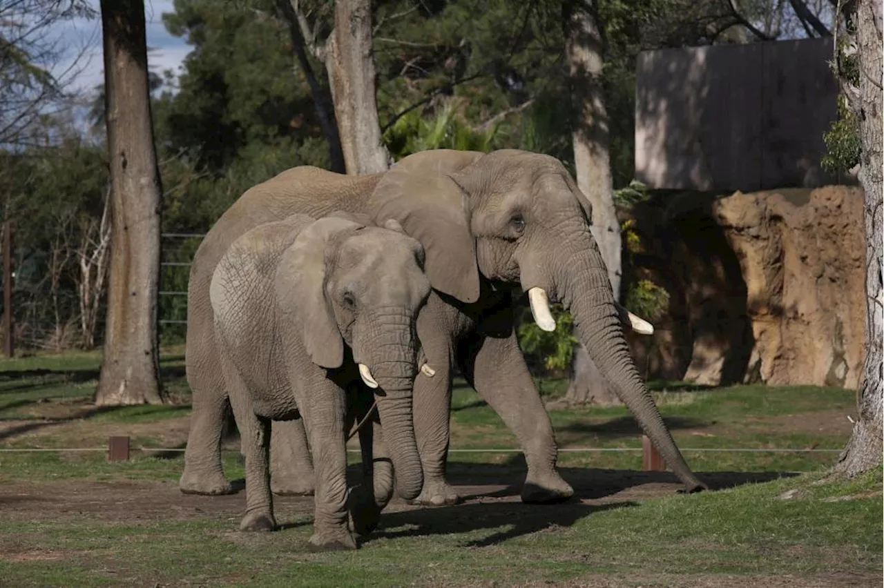 Colorado Supreme Court Rules Elephants Not Eligible for Habeas Corpus