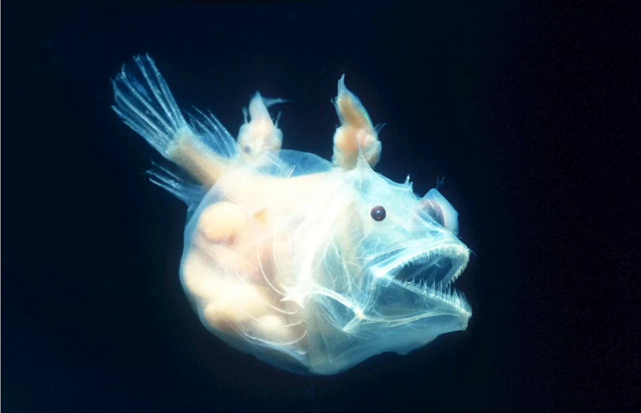 Anglerfish: Bizarre Mating Rituals Reveal Evolutionary Secrets of Deep Sea Survival