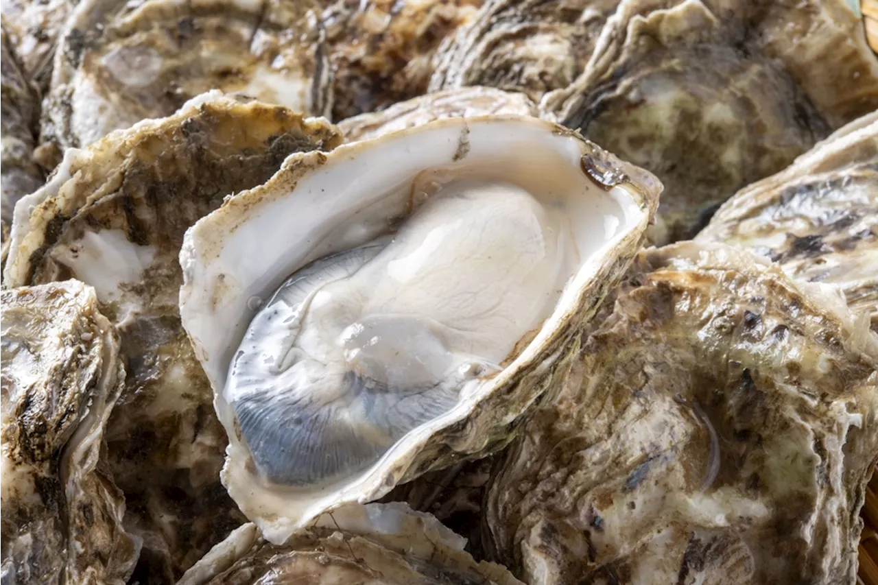 Oyster Blood May Provide a Powerful Weapon Against Antibiotic Resistance