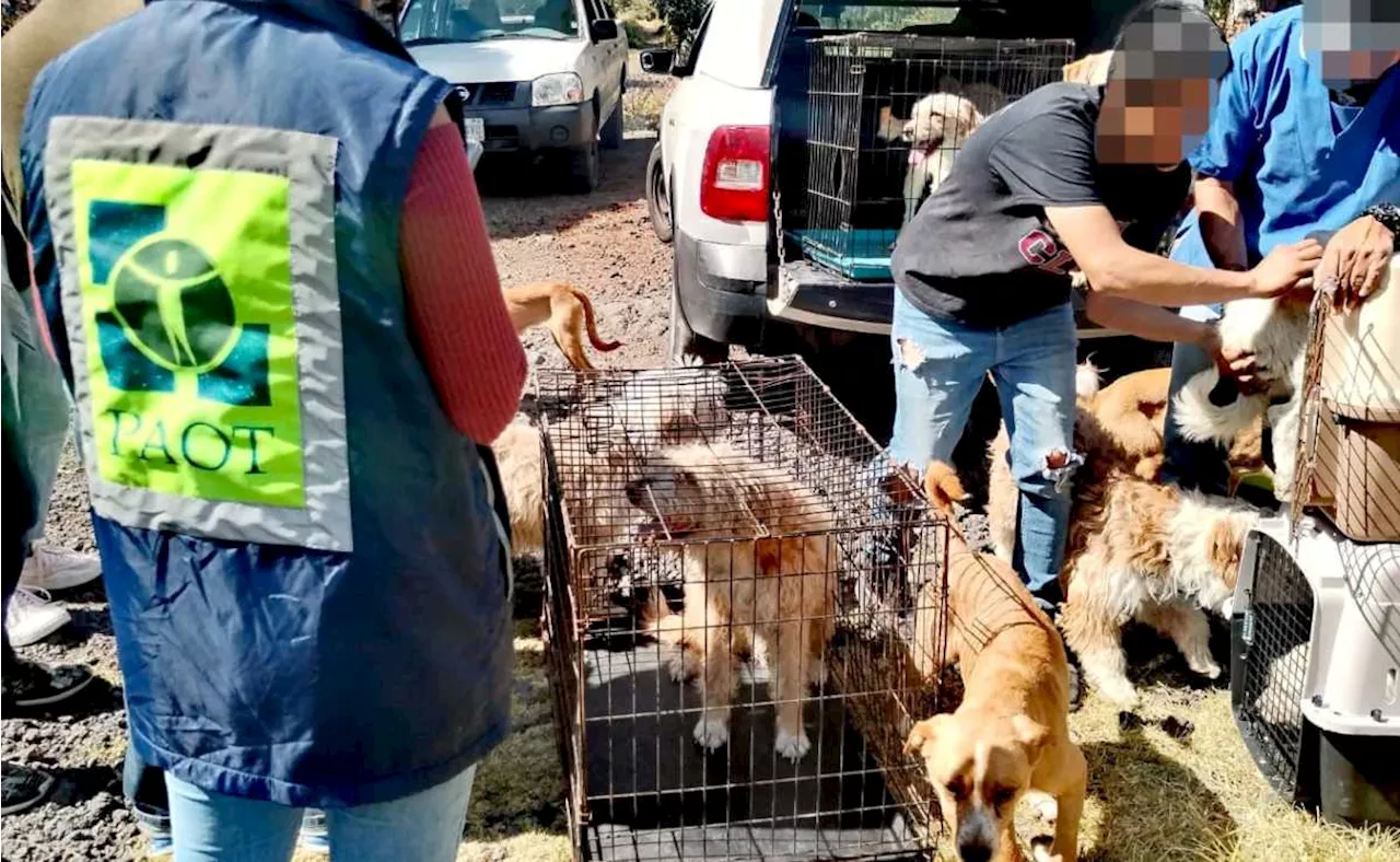 PAOT rescata a 7 perros en el Ajusco por frío extremo; animales serán valorados por veterinarios