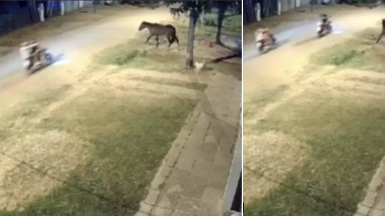 En medio de balacera, hirieron a joven y mataron un perro y un caballo en Argentina; delincuentes se movilizaban en motos