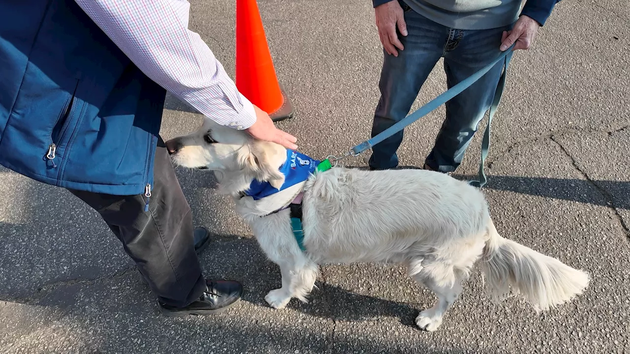 Comfort Dogs Bring Joy to Southern California Wildfire Victims