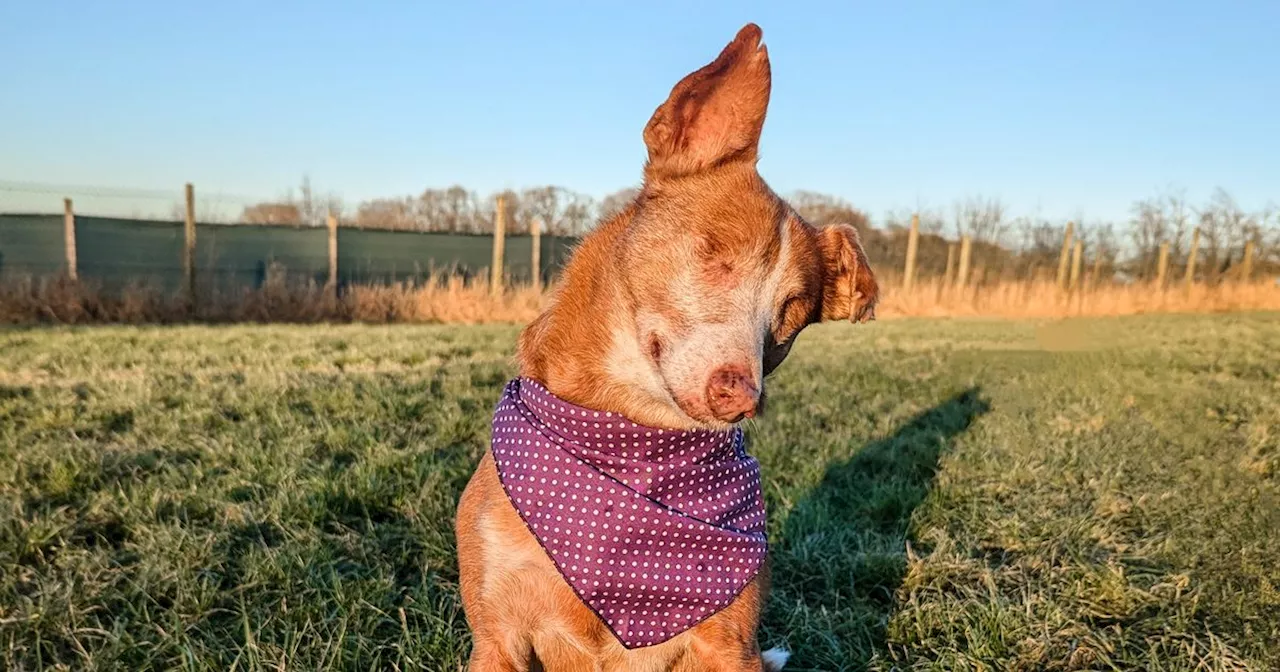 Abandoned Spanish Hunting Dog Abby Sparks UK Protests Against Cruel Dog Hunting Practices