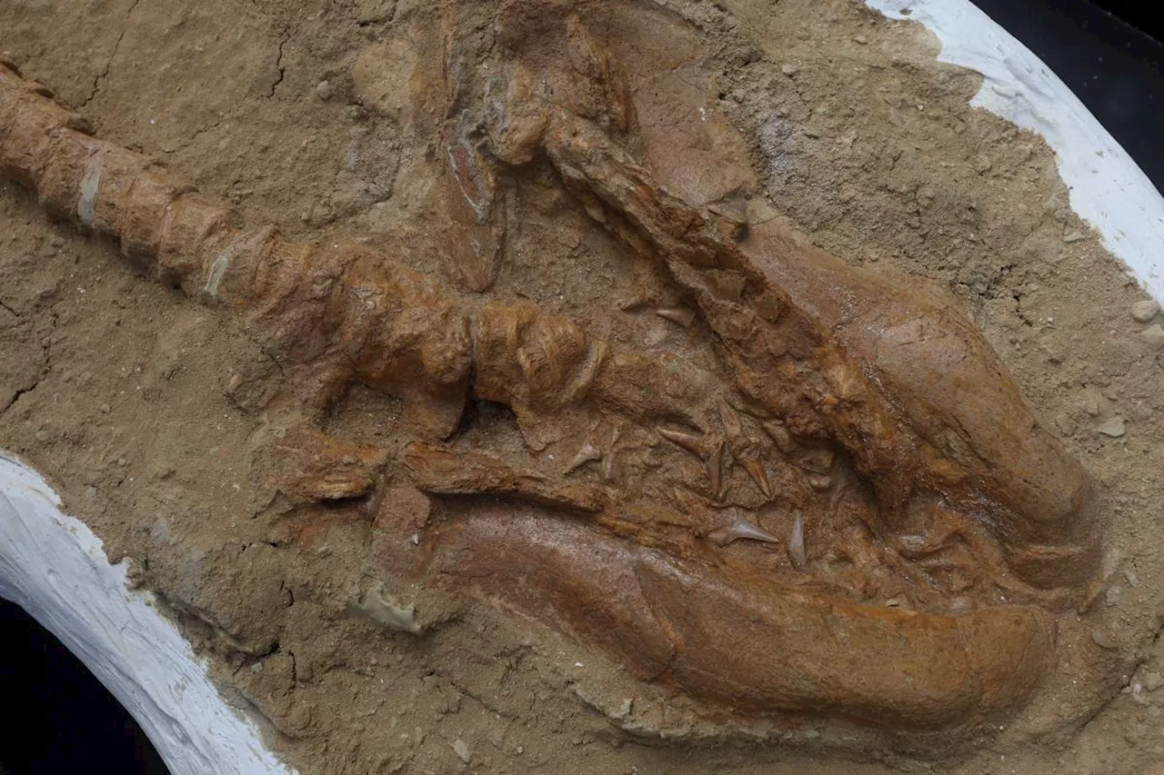 9-Million-Year-Old Great White Shark Relative Fossil Found in Peru