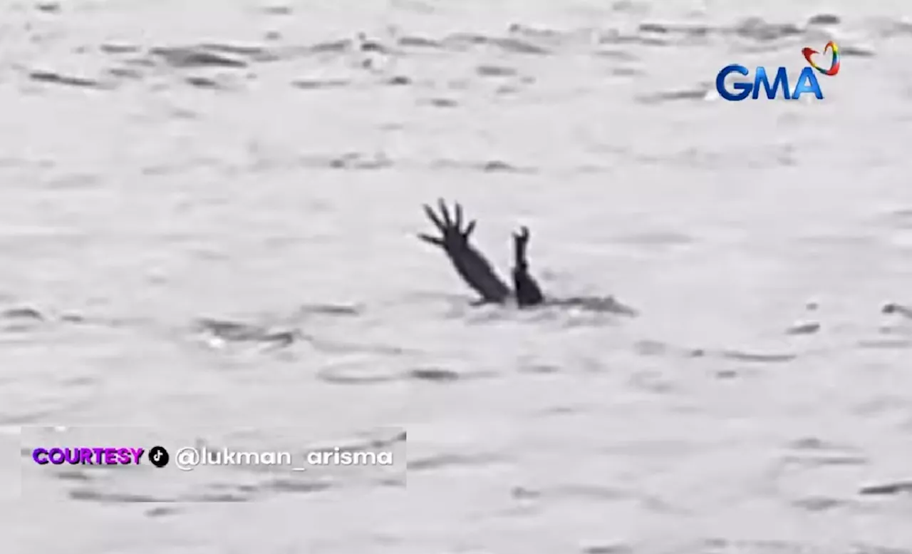 Crocodile Makes Waves With Its 'Drowning Child' Act