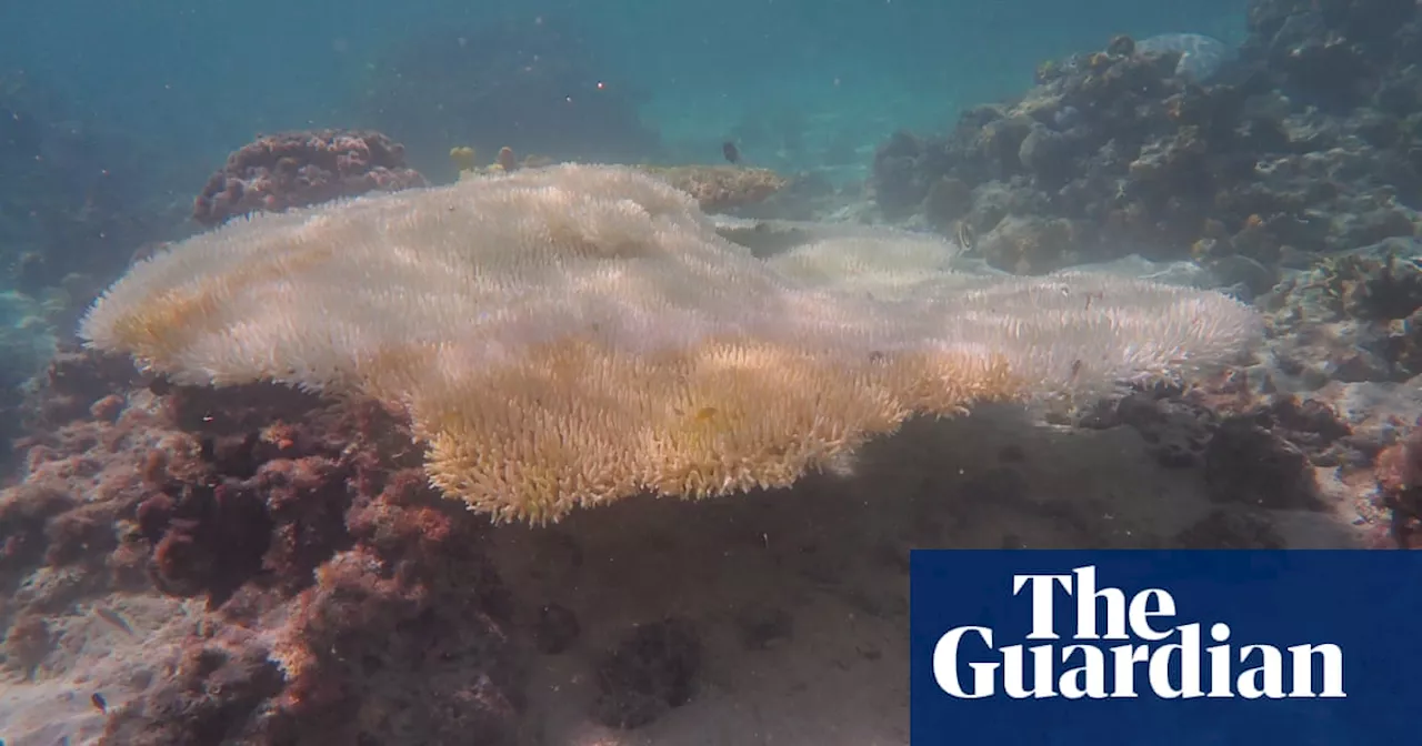 Catastrophic coral bleaching outbreak kills over 40% of monitored colonies at One Tree Island