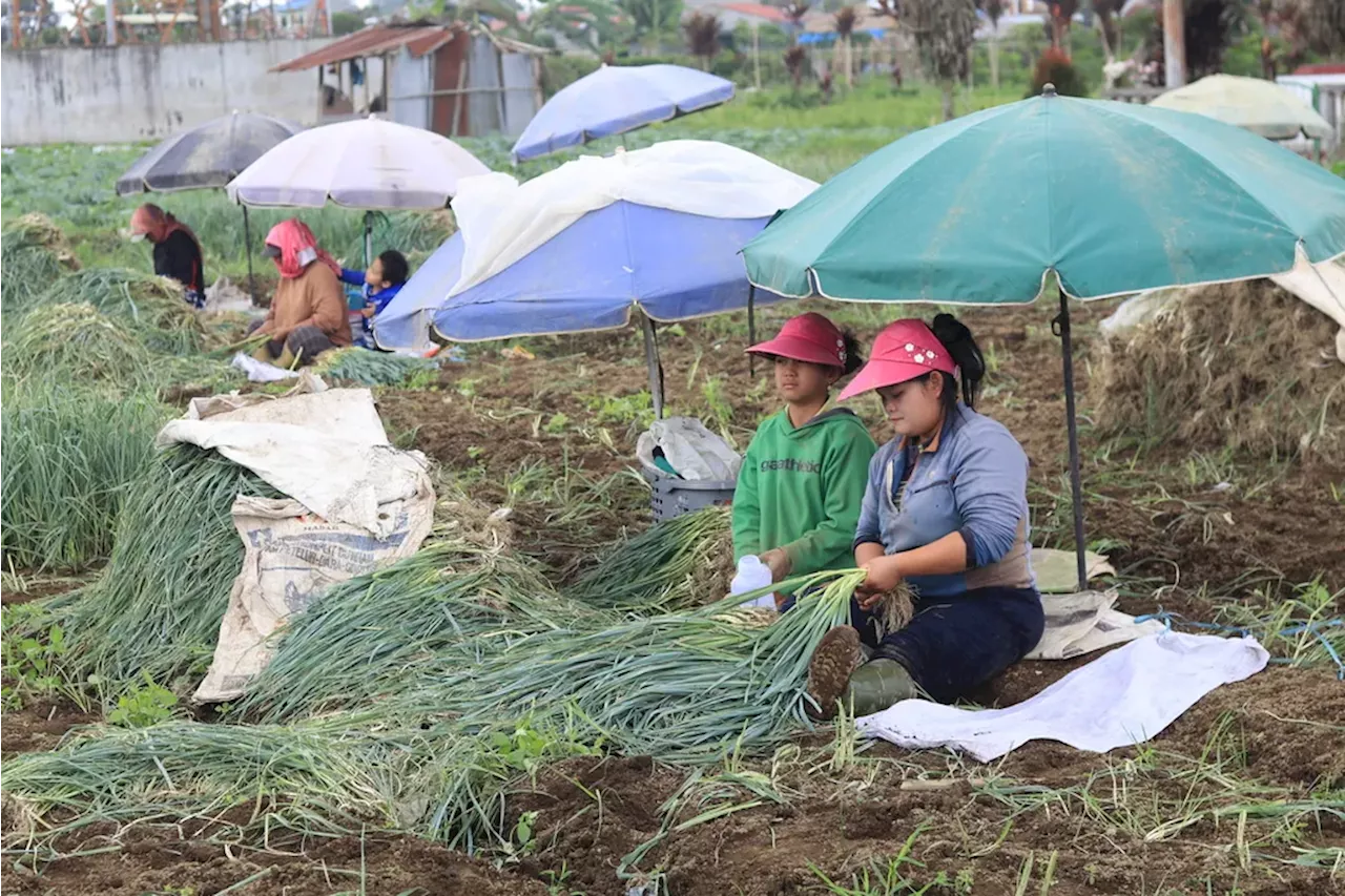 Dari Karo, Petani Memberi Makan Sayur Berbagai Daerah hingga Luar Negeri