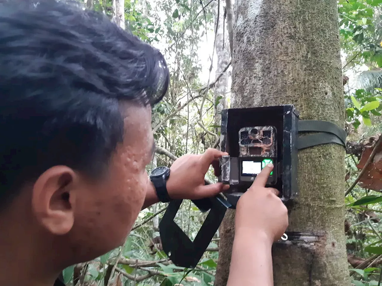 Kamera Jebak untuk Merekam Satwa Liar