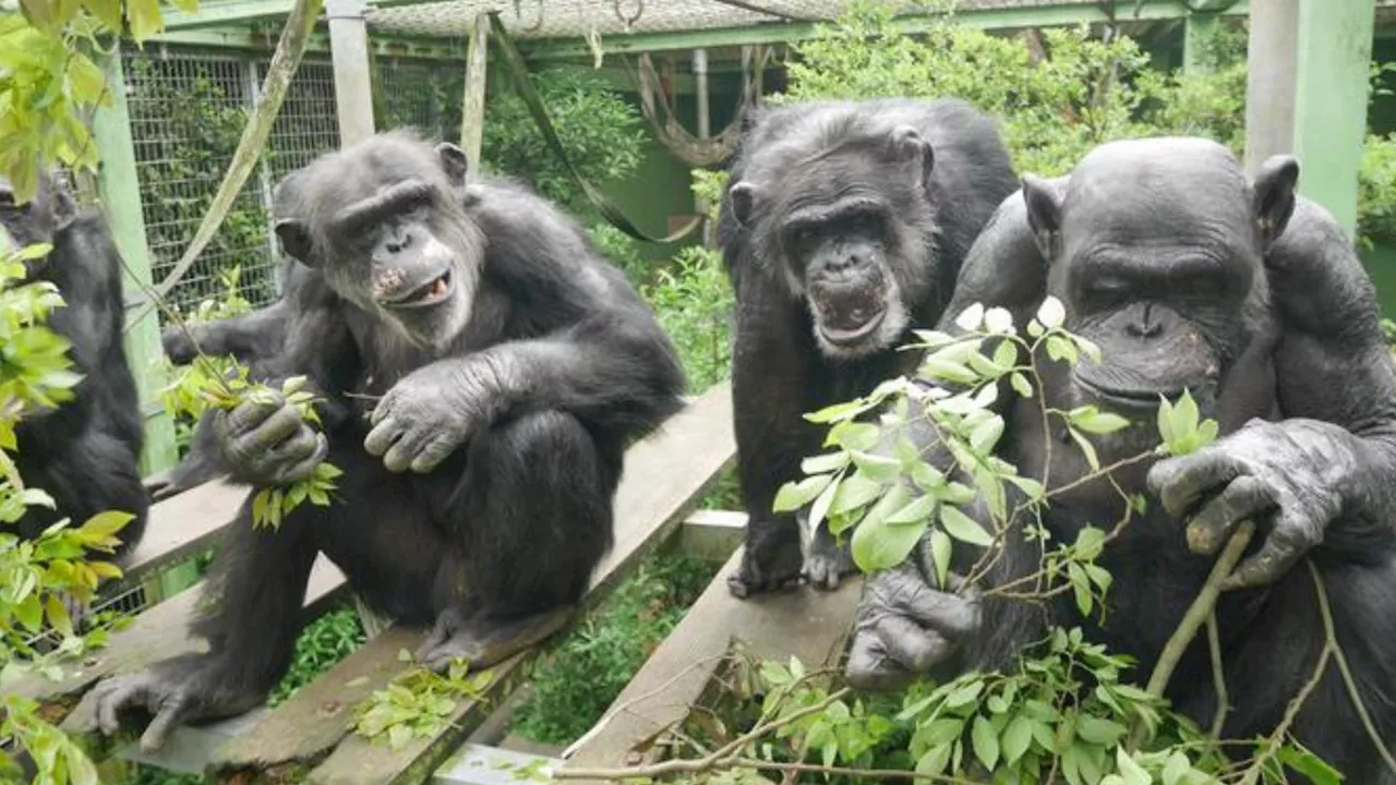 Pee together, stay together: Chimps prove friendships are best built in the bathroom