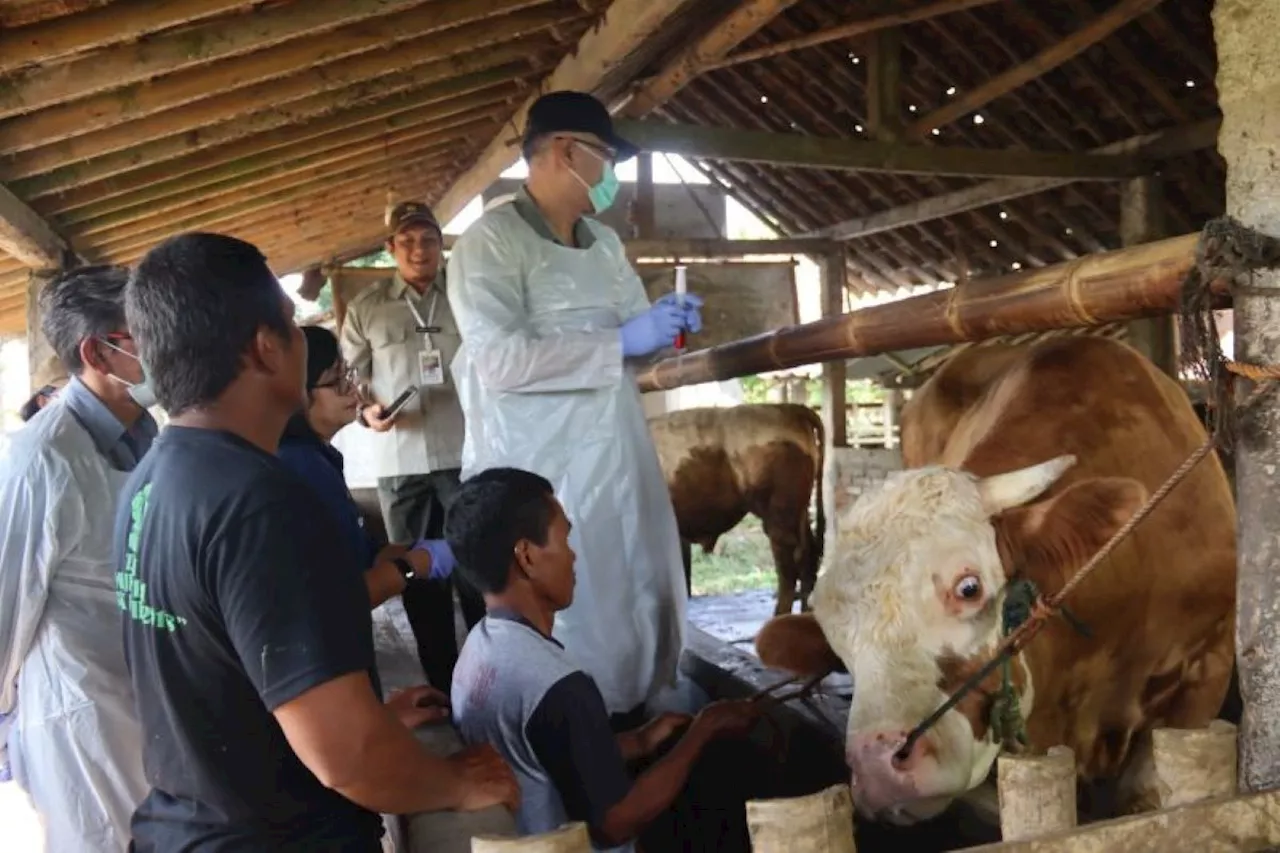 Pemkab Sleman Kendali PMK yang Menular di Hewan Ternak