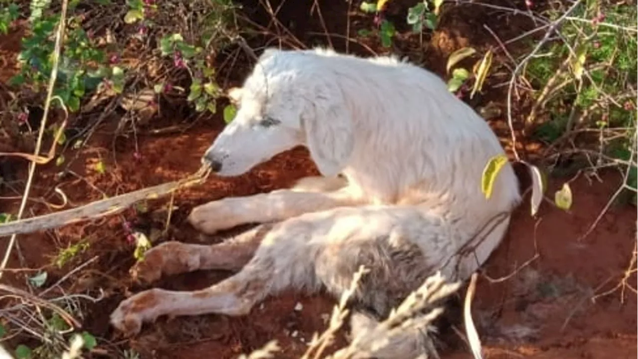 Bree, il cane miracolosamente salvato dopo essere stato sparato e gettato in un fosso