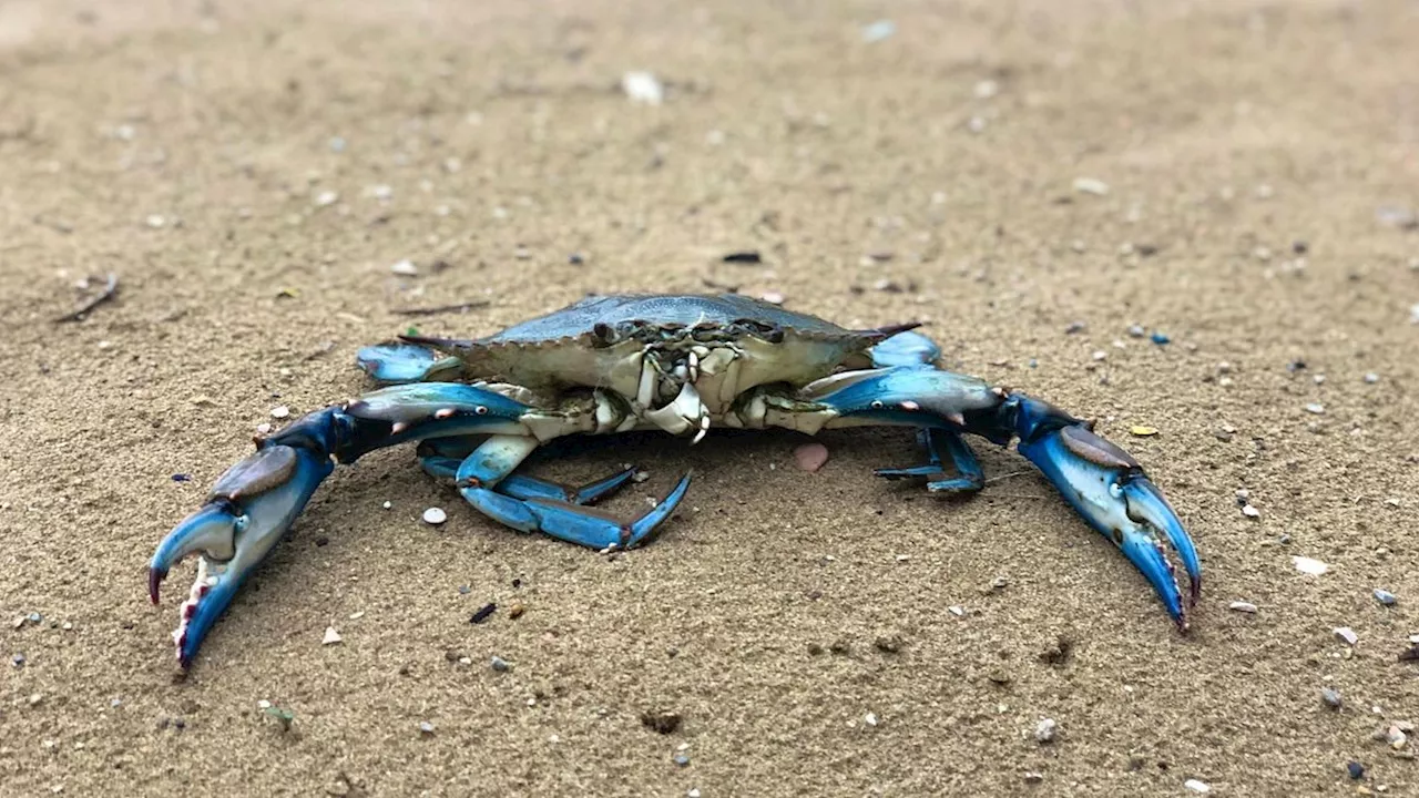 Granchio blu Atlantico infetto da parassita nel Nord Adriatico