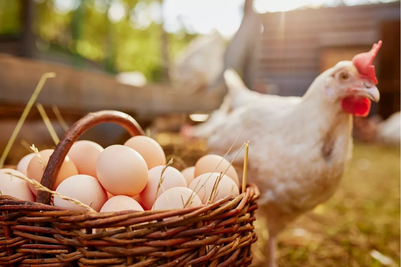 The Amazing Science Behind Egg Production