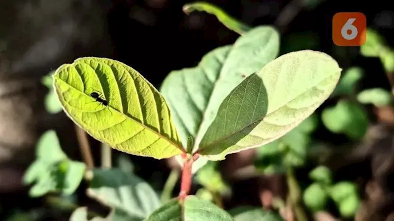 Teh Berbahan Daun Jambu Biji Bisa Bantu Atasi Gejala Diabetes Tipe 2