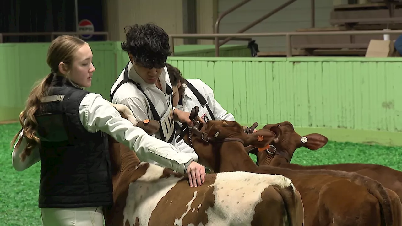 4-H Students Shine at Dairy Cow Show