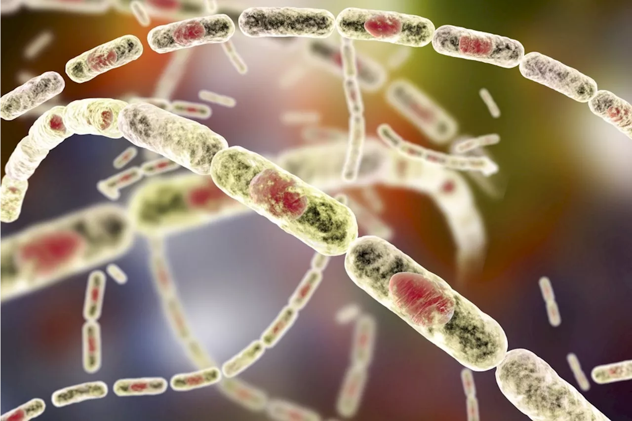 Nigeria Reports Anthrax Outbreak in Zamfara State