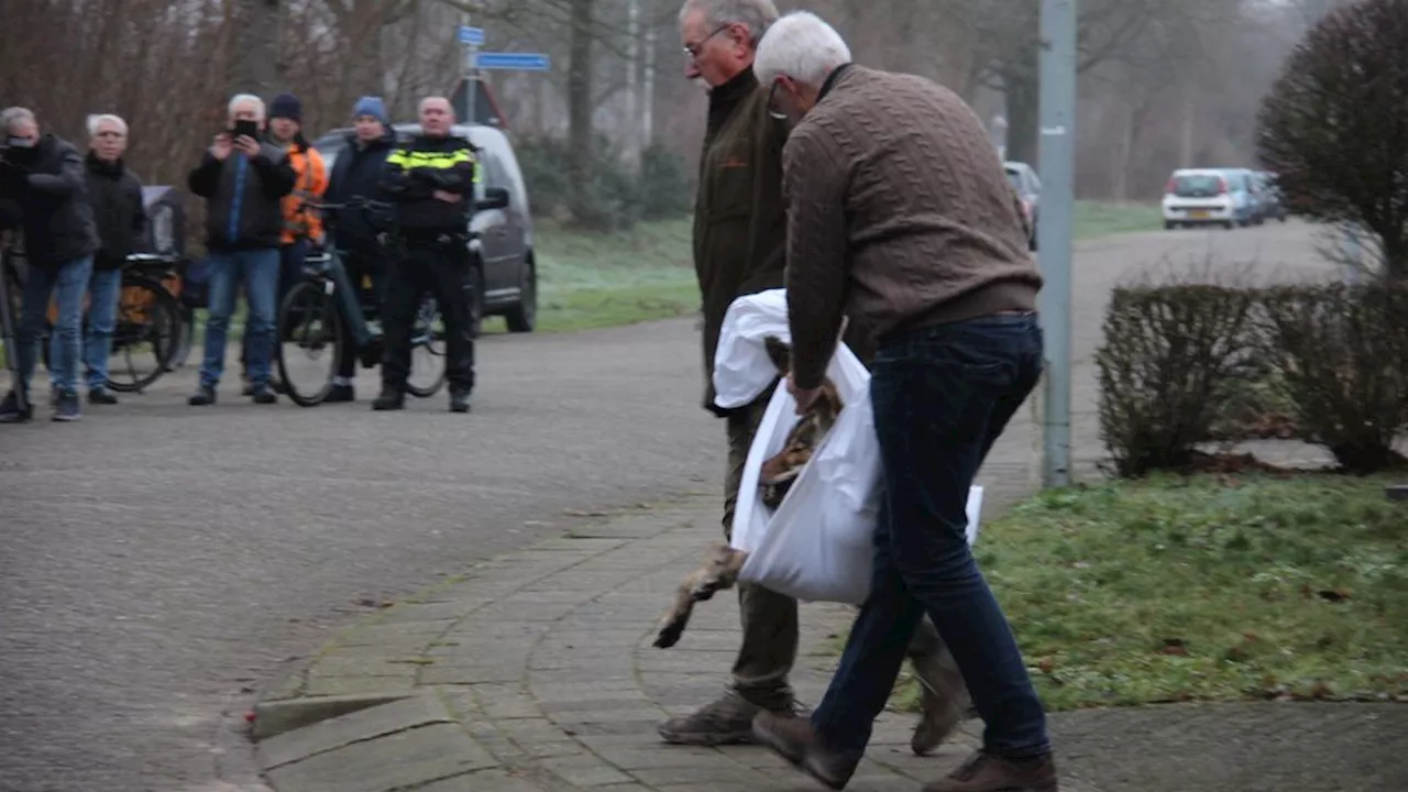 Wolvin die uitrustte in schuur Hengelo is mogelijk eerst aangereden