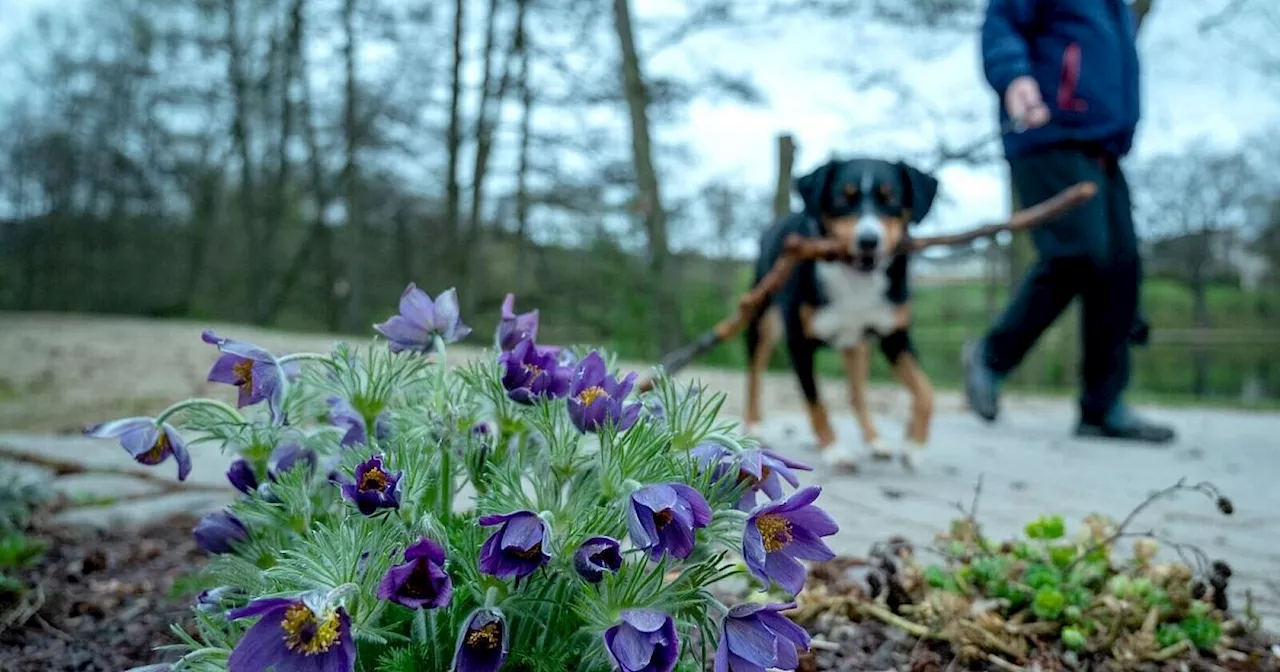 Frühlingsblumen: Gefahr für Hunde