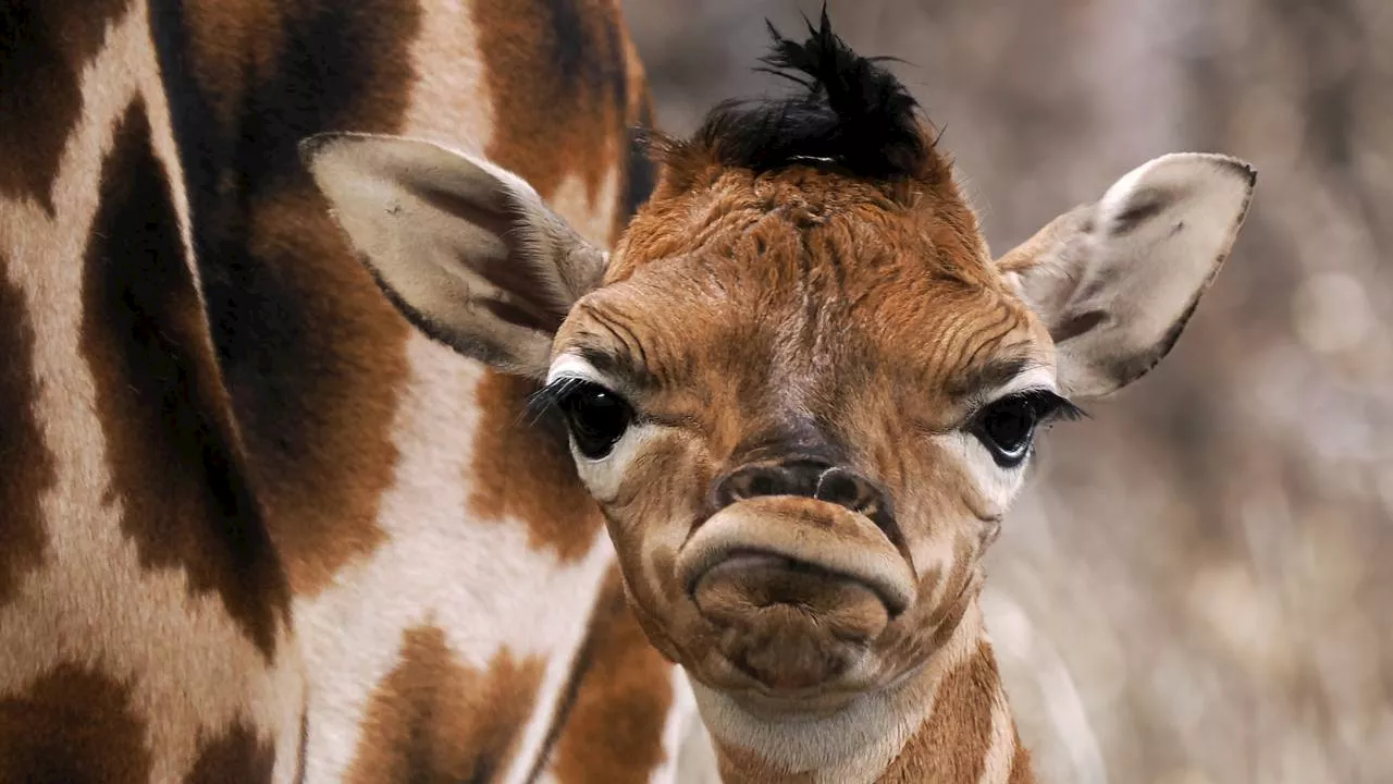 Drie Nubische Giraffen geboren in Safaripark Beekse Bergen