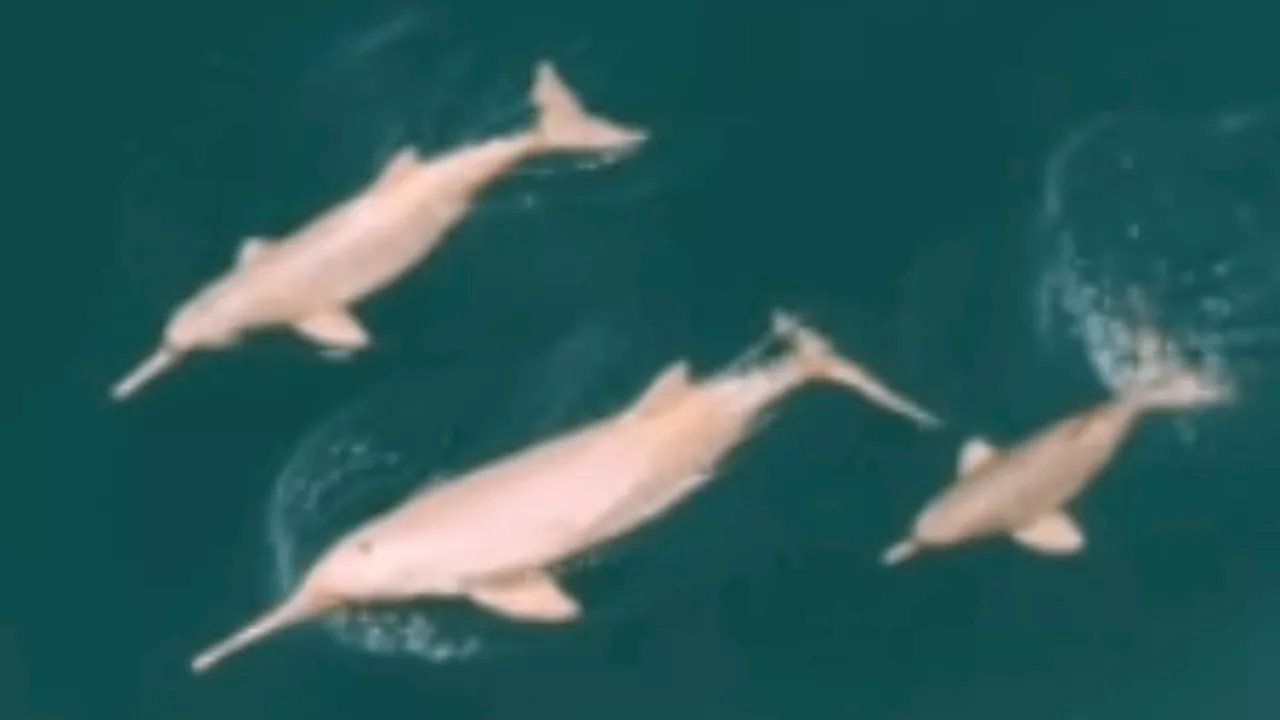 Família de Toninhas é Avista no Mar de Ilhabela