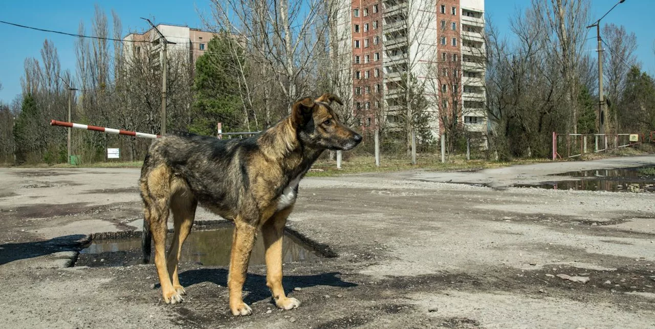 Chernobyl Dogs' Genetic Mystery Deepens: Radiation Ruled Out