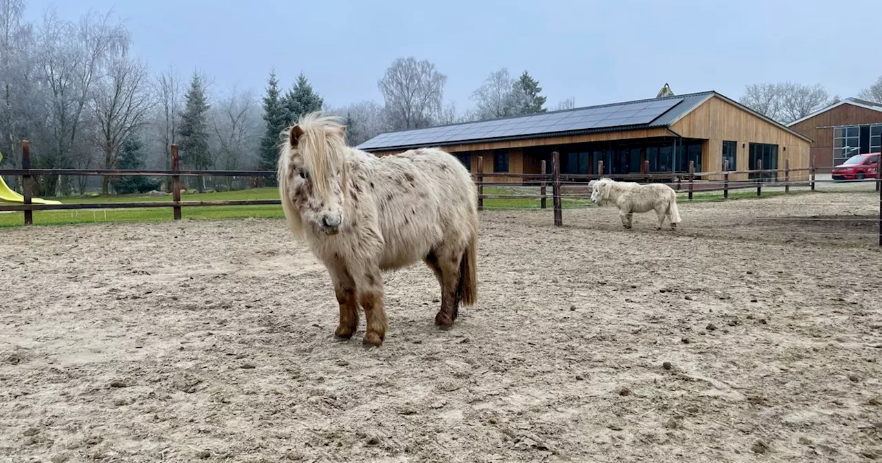 Knuffelpony's van de Bosrand missen kinderen: 'Ze zijn eenzamer nu'