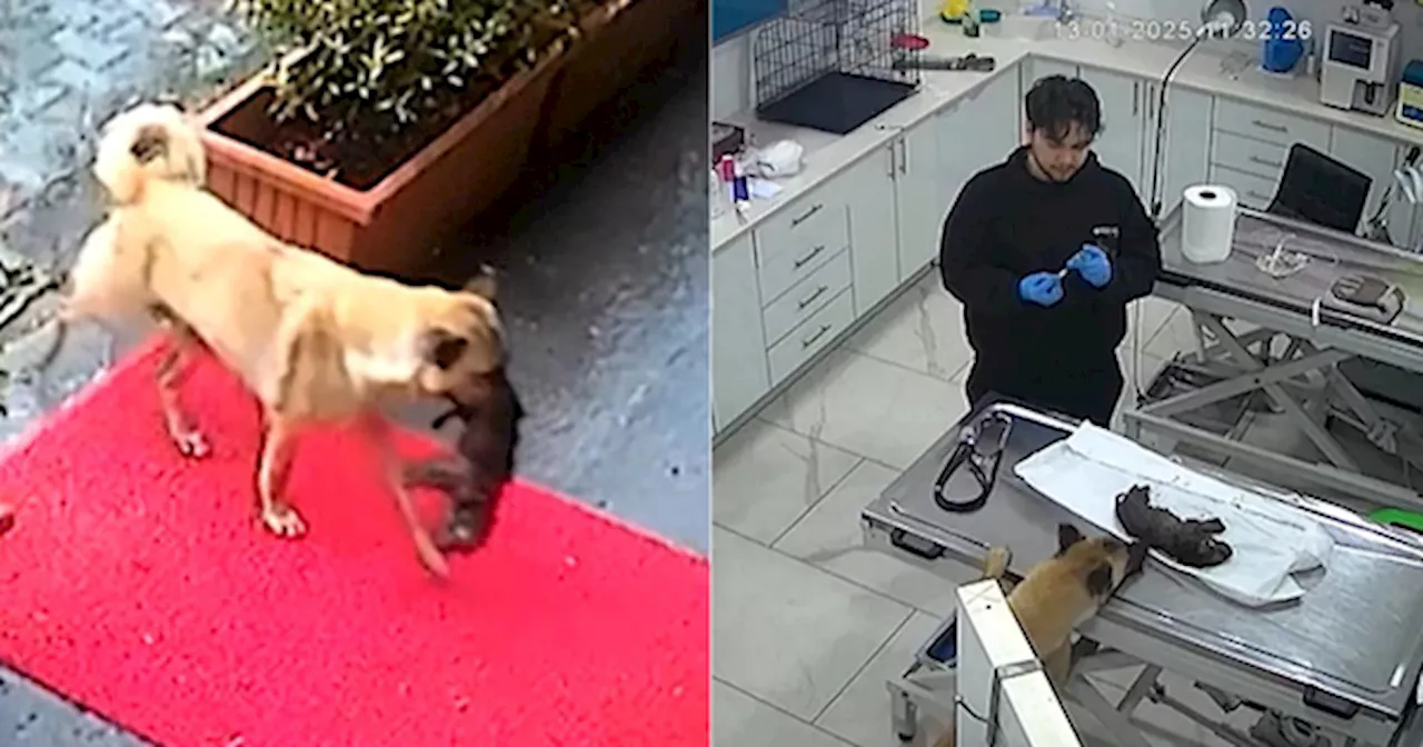 Video Shows A Stray Dog Carrying Her Dying Puppy To Vet Clinic For Treatment