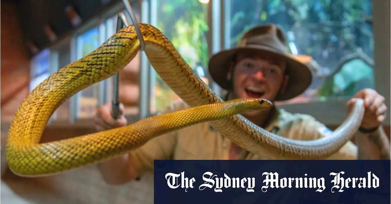 Deadly Inland Taipan Hatchlings Born at Ballarat Wildlife Park