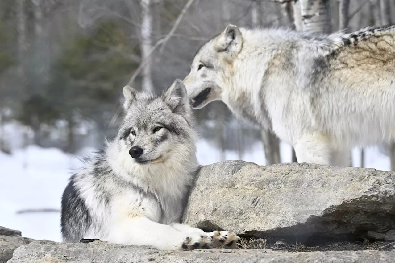 Colorado Completes Wolf Relocation from British Columbia Amidst Threats