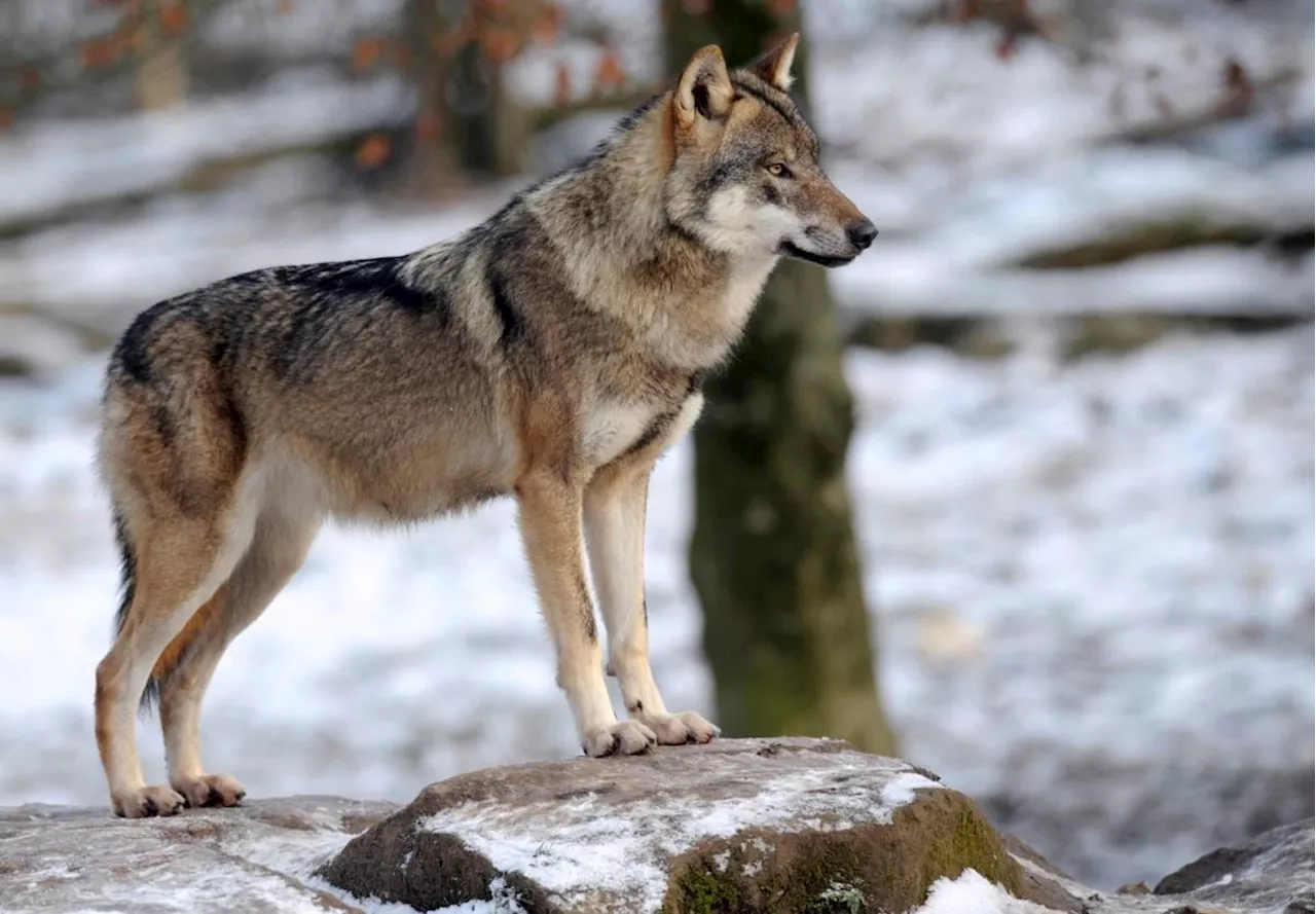 Le loup, fil rouge des bibliothèques villeneuvoises en 2025