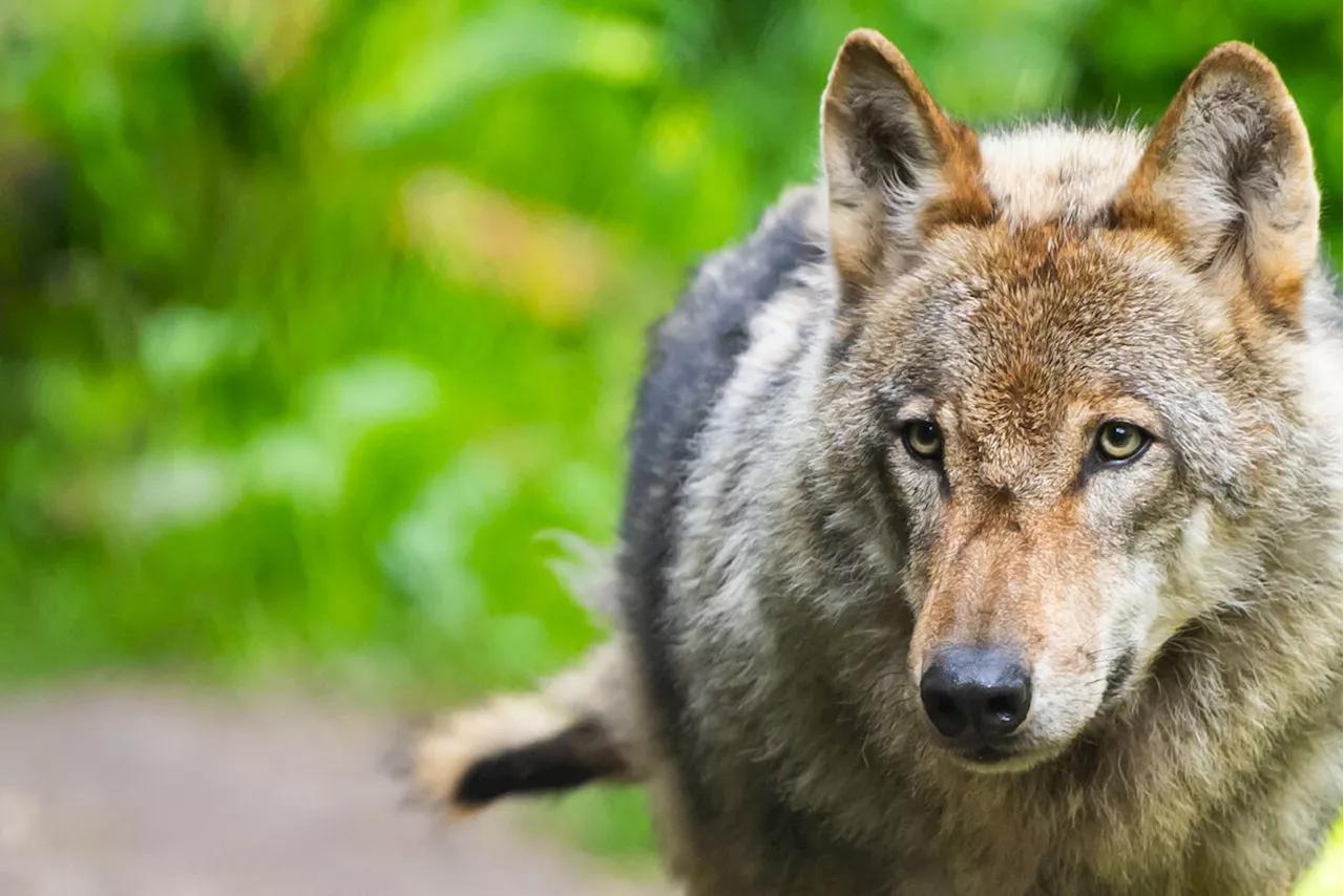 Von Norden rollt ein Donner: Ein Roman über den Wolf, die Heide und die Schatten der Vergangenheit