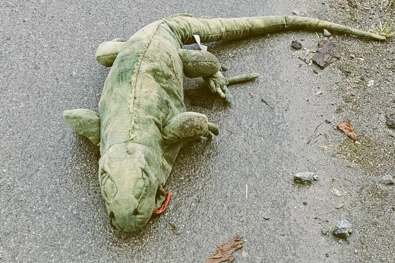 Police Respond to Bizarre Call of 4-Foot Iguana on Highway