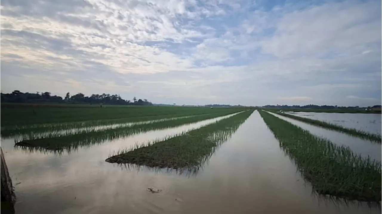 Banjir di Brebes Mengganangi Ratusan Hektar Lahan Bawang Merah