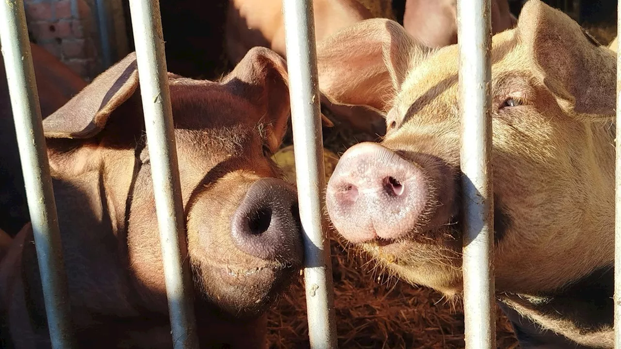 Deutschland bereitet sich auf mögliche Ausbreitung der Maul- und Klauenseuche vor