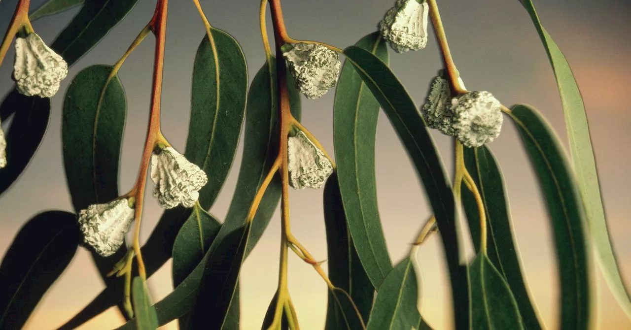 The Hidden Role of Invasive Grasses in Fueling Wildfires