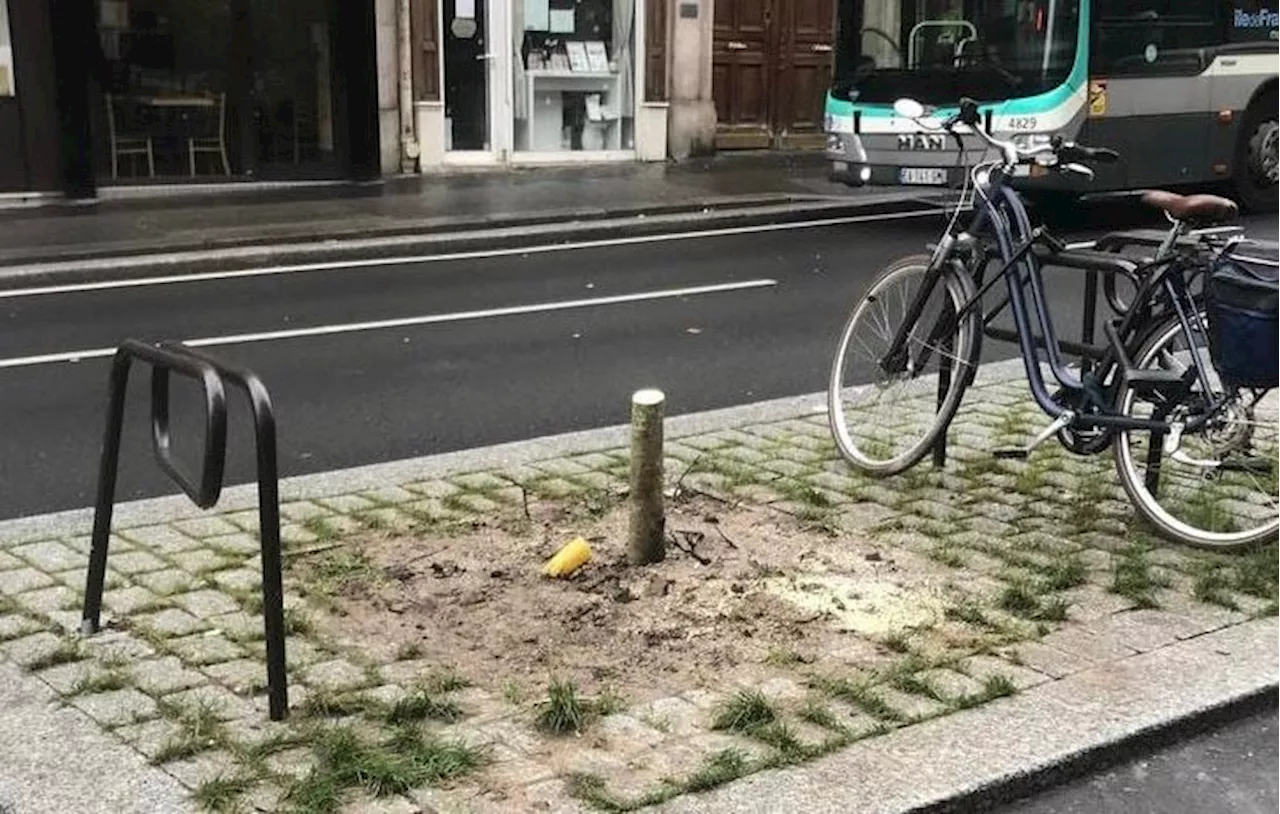 Abattus alors qu'ils étaient fraîchement plantés : Les arbres de la rue Claude-Bernard victimes d'une erreur administrative