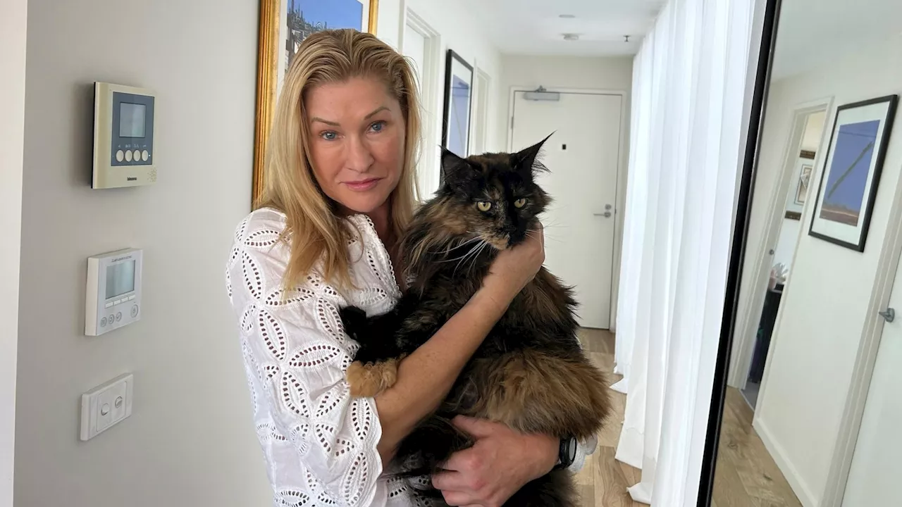 Maine Coon Cat Accidentally Flies Between New Zealand and Australia Three Times