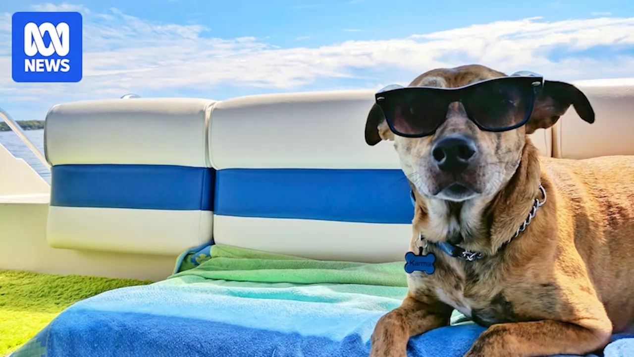 Heatstroke Warning for Pets: How to Keep Your Animal Cool During a Heatwave