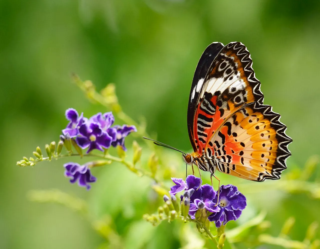 Biodiversité : pourquoi il est (presque) impossible de connaître toutes les espèces sur Terre