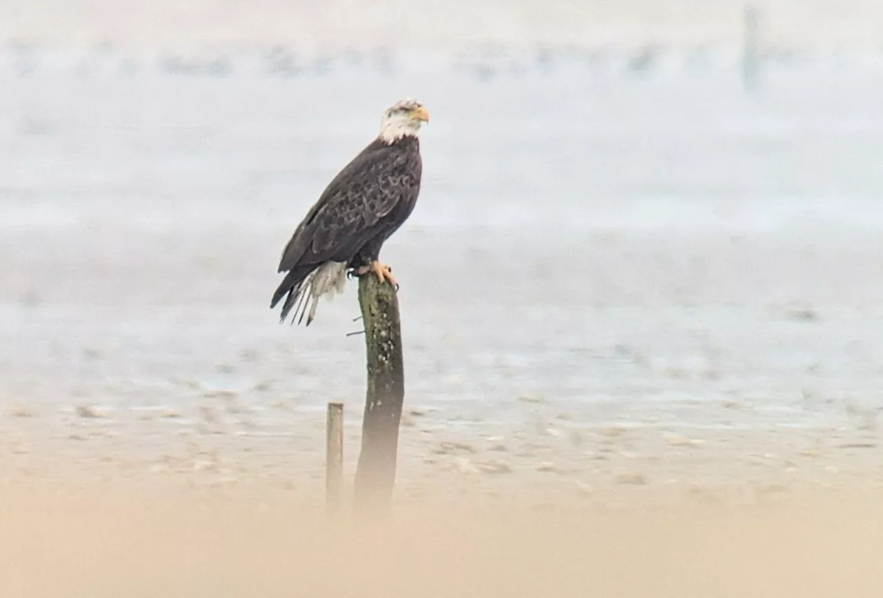 Ce rare rapace impressionnant, symbole américain, survole le ciel breton et normand