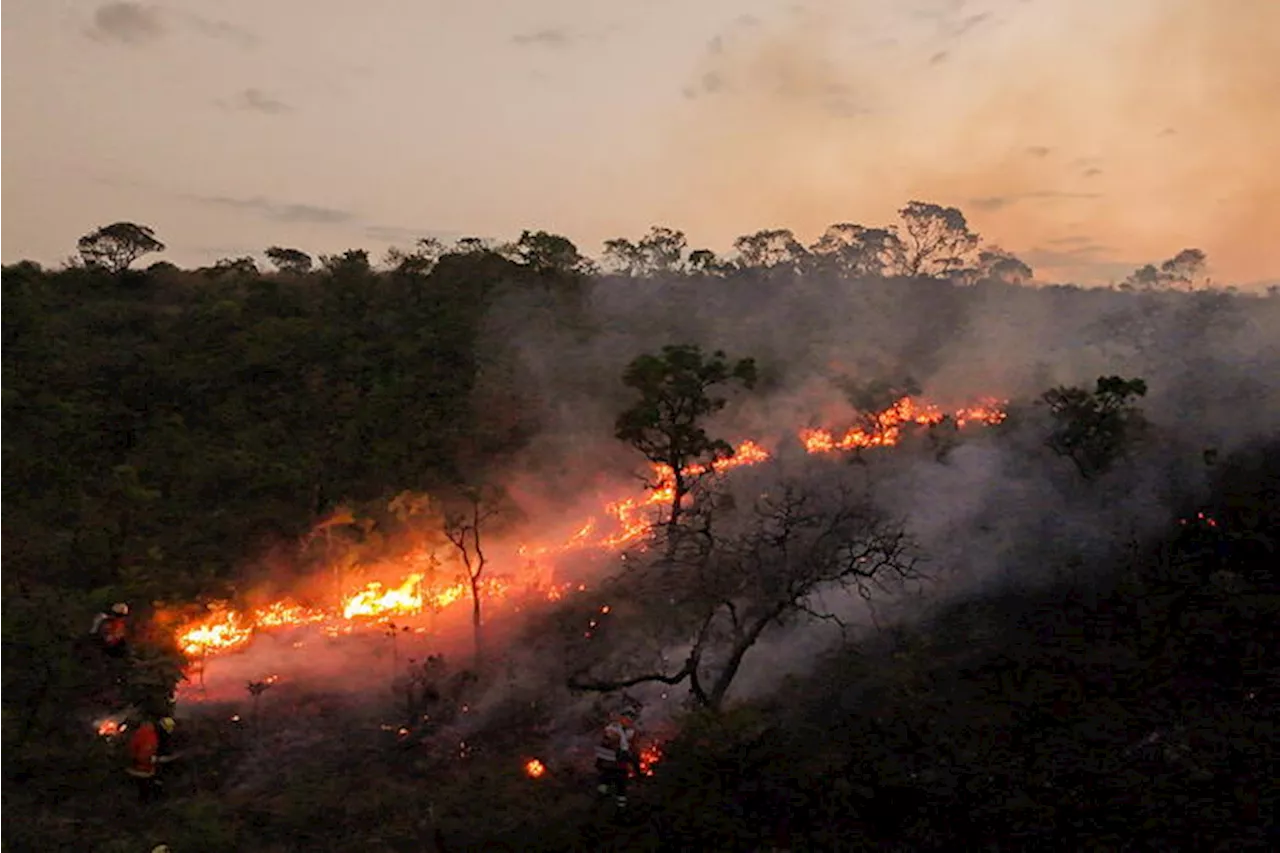 Incendi in Brasile: superficie bruciata in aumento del 79% nel 2024