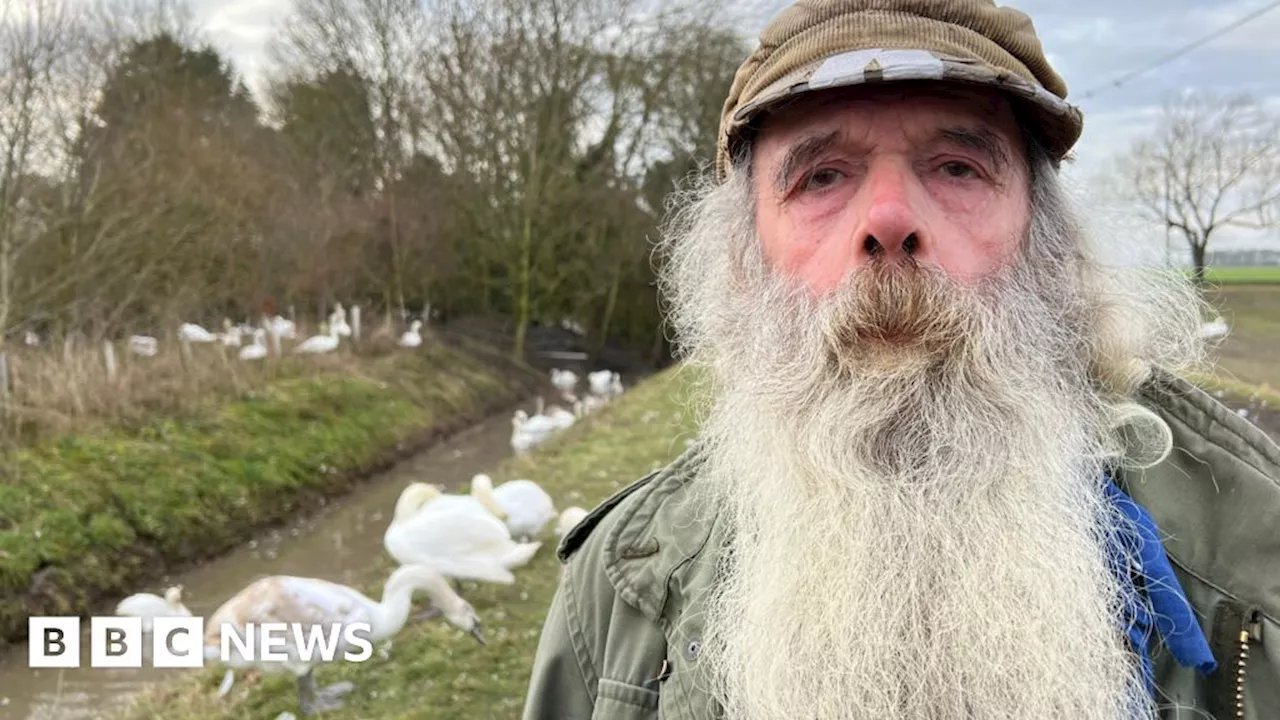 Swan Man Warns Drivers to Slow Down as Over 150 Birds Flock to Roadside Field