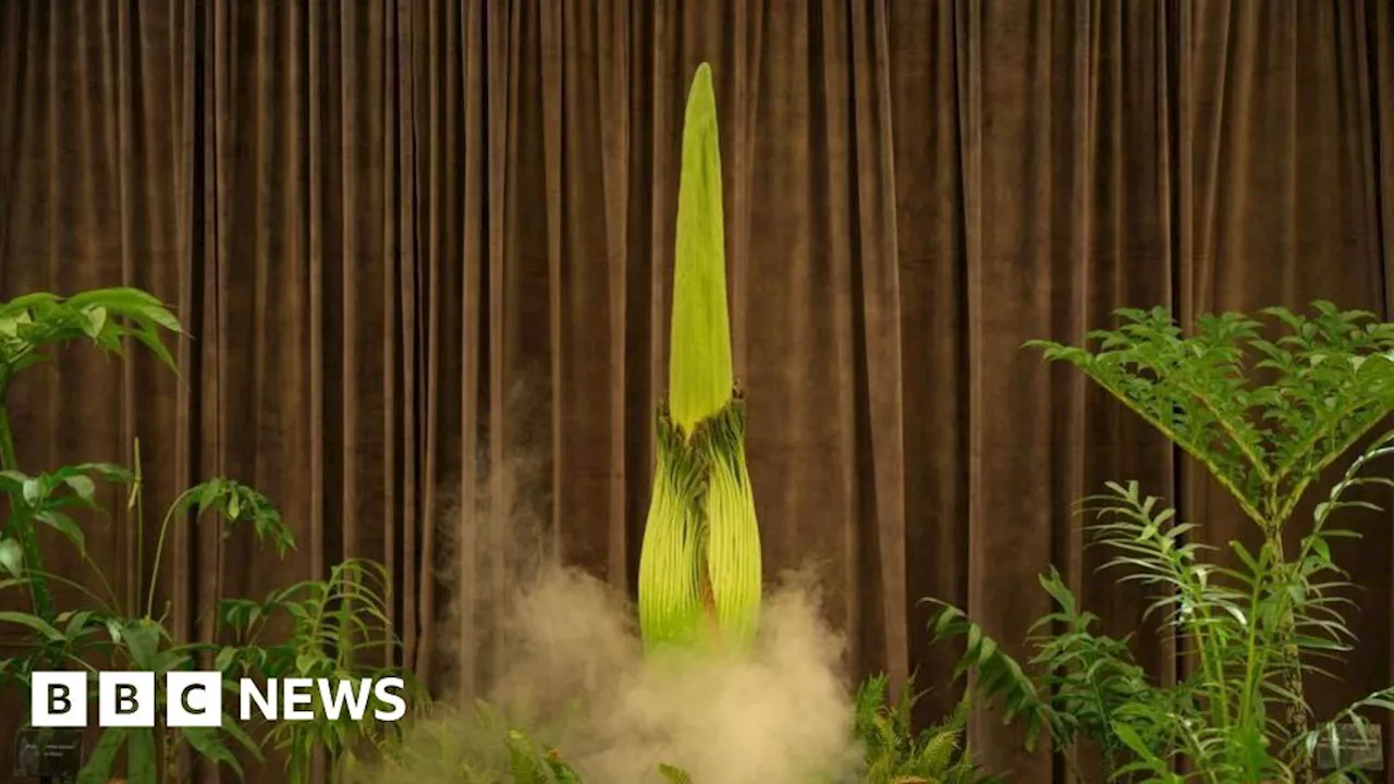 Australia's 'Corpse Flower' Blooms, Captivating the Internet