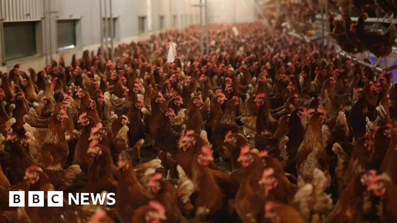 One Million Hens to Be Culled in UK Bird Flu Outbreak