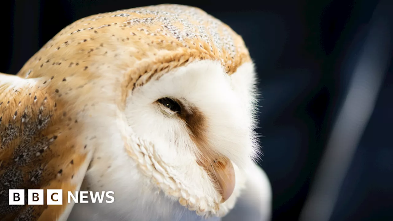 Poisoned Barn Owl Recovering After 'Just in Time' Rescue