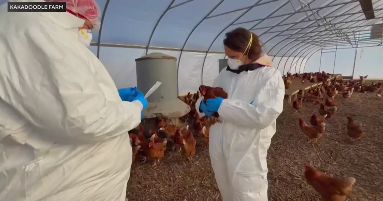 Chicago Farm Loses Nearly 3,000 Chickens to Bird Flu