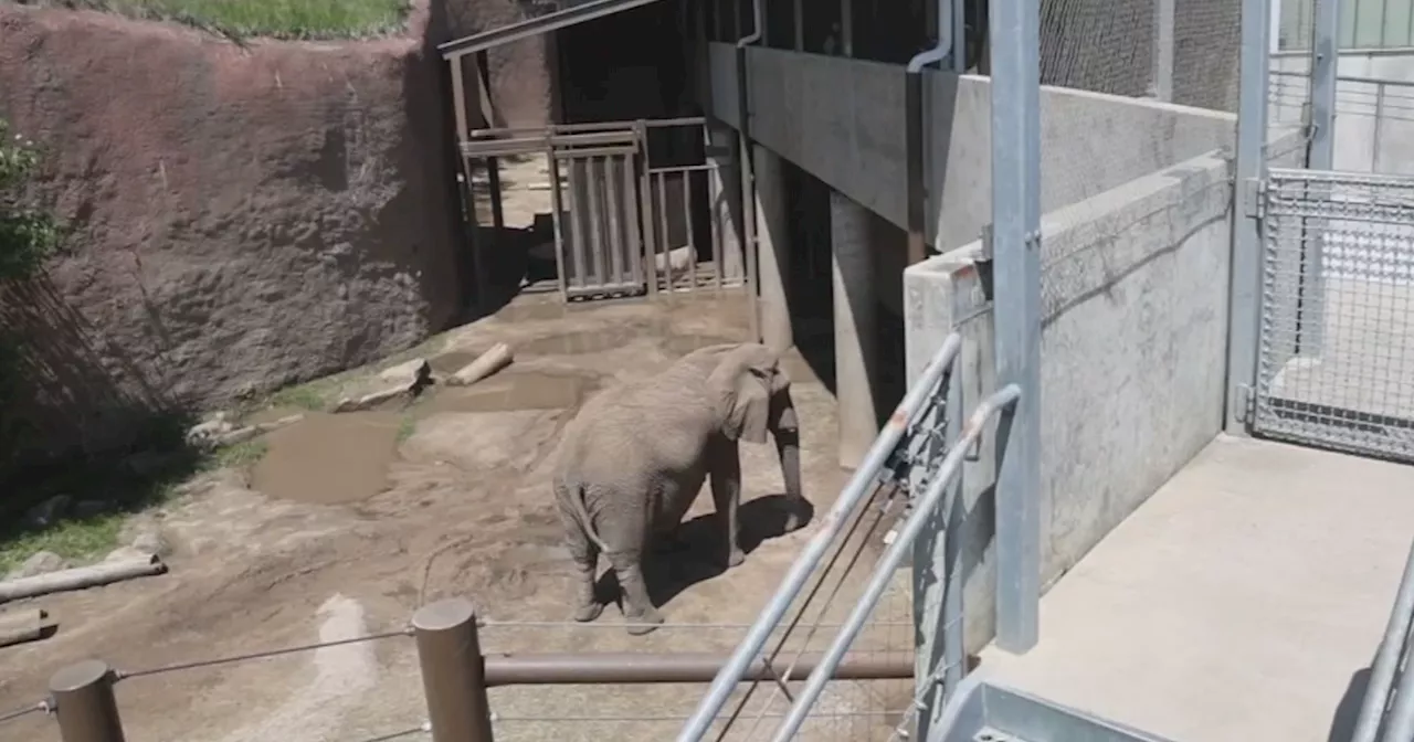 Colorado Supreme Court Rules Elephants Can't Be Released From Zoo