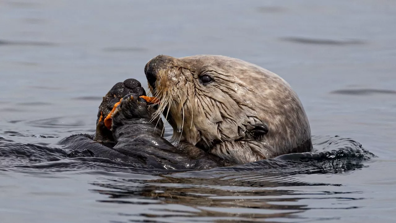 Lone Sea Otter 'Ollie' Suspected of Killing River Otters, Experts Say Lack of Mate May Be Cause